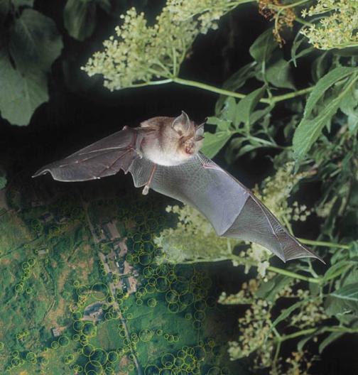  Lesser Horeshoe Bat. Photo by Frank Greenaway