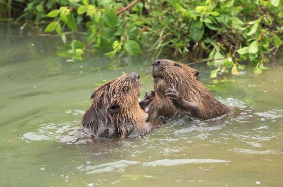 Eurasian Beavers_blickwinkel / Alamy Stock Photo